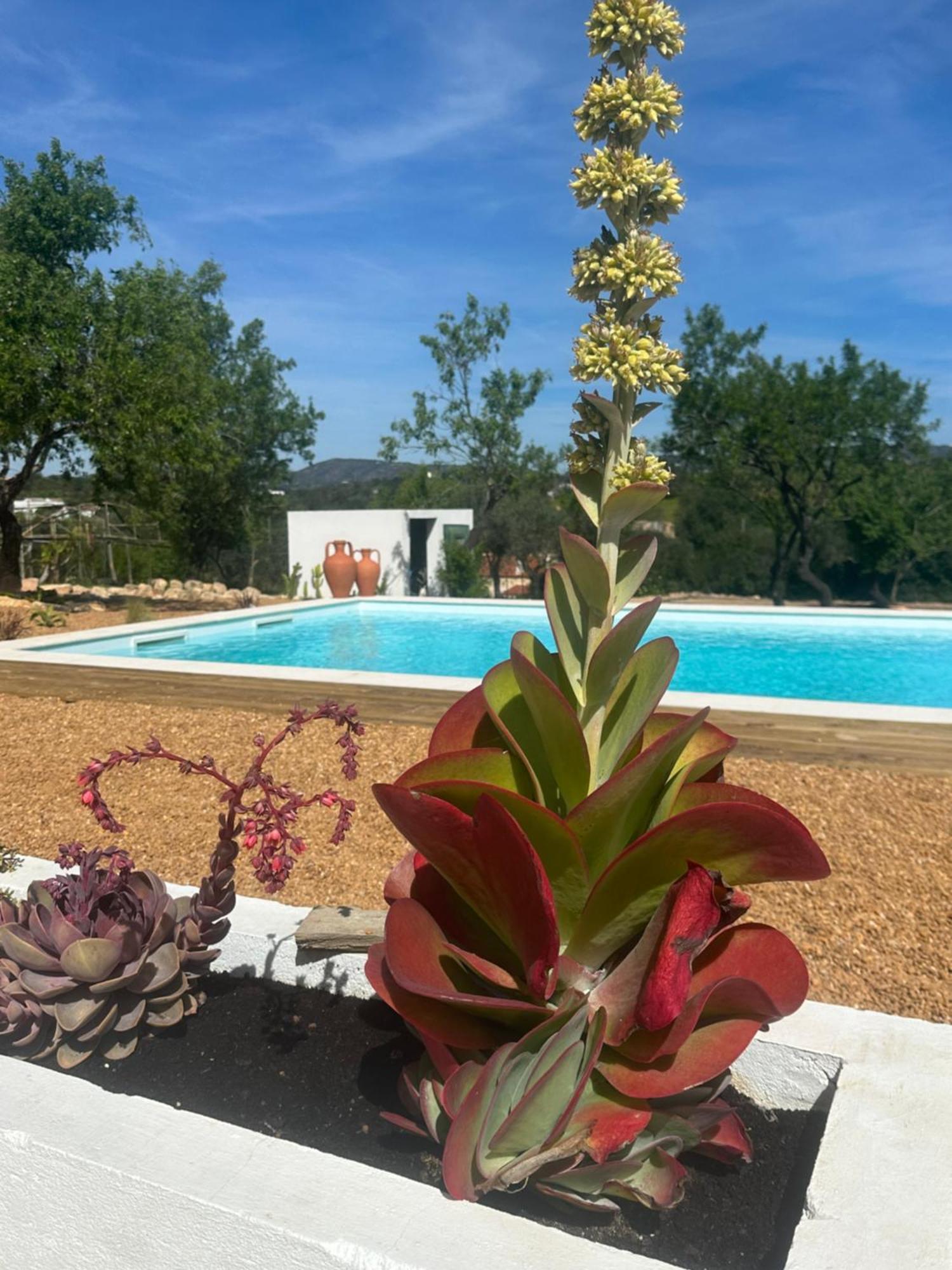 La Quinta Da Liberdade - Ferme De Charme En Algarve Villa Pechão Eksteriør bilde