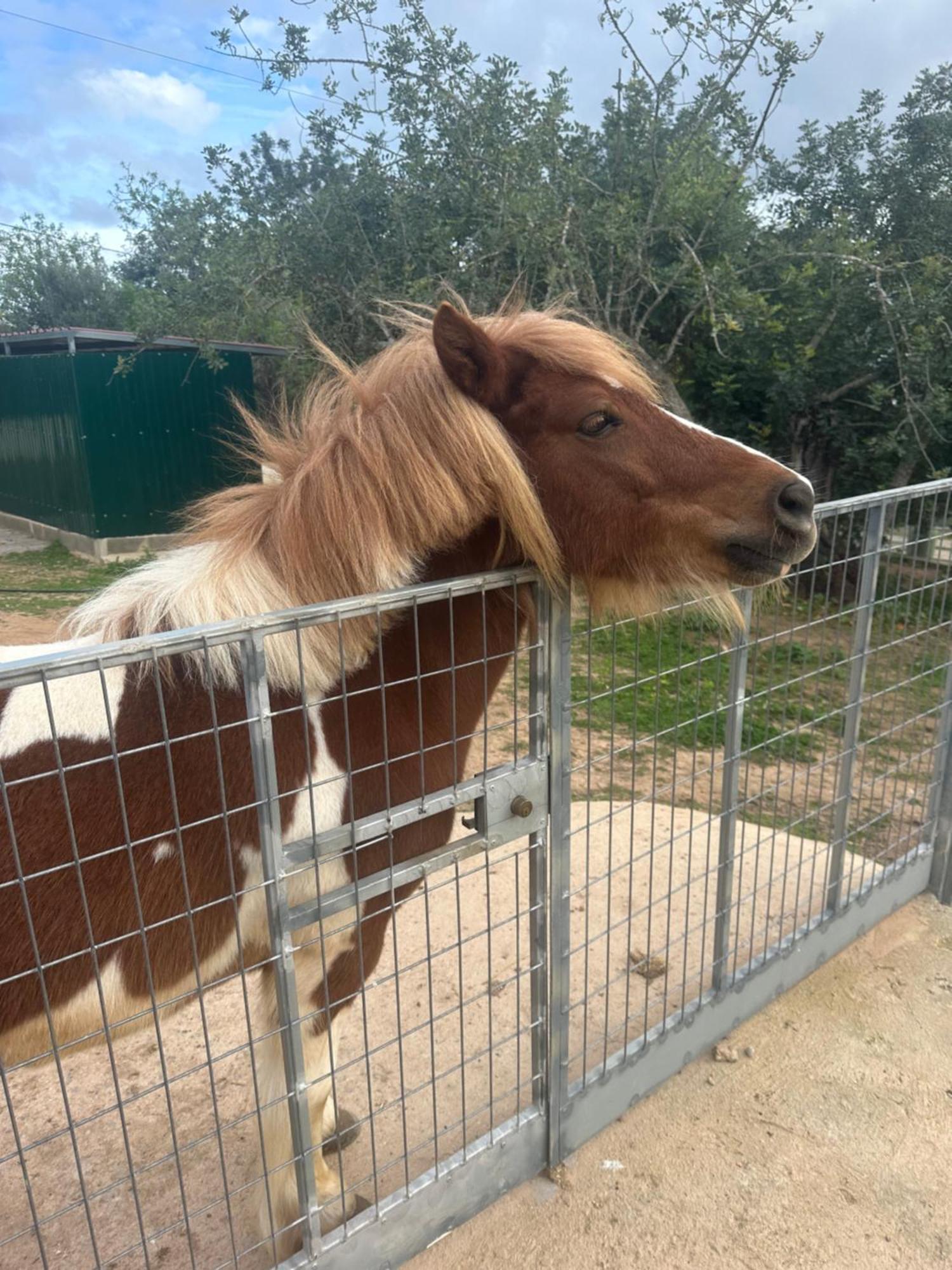 La Quinta Da Liberdade - Ferme De Charme En Algarve Villa Pechão Eksteriør bilde