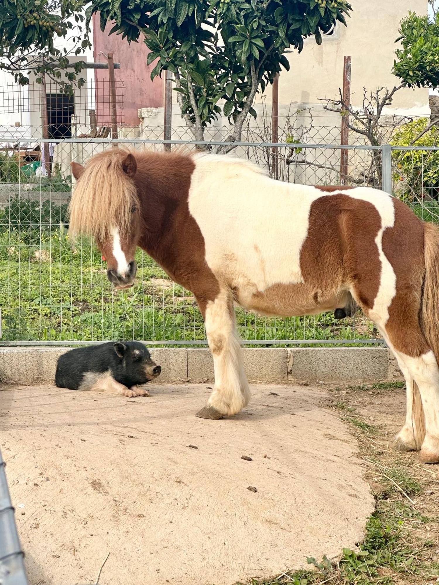 La Quinta Da Liberdade - Ferme De Charme En Algarve Villa Pechão Eksteriør bilde